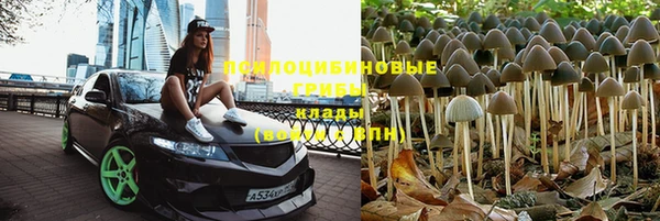 крисы Аркадак